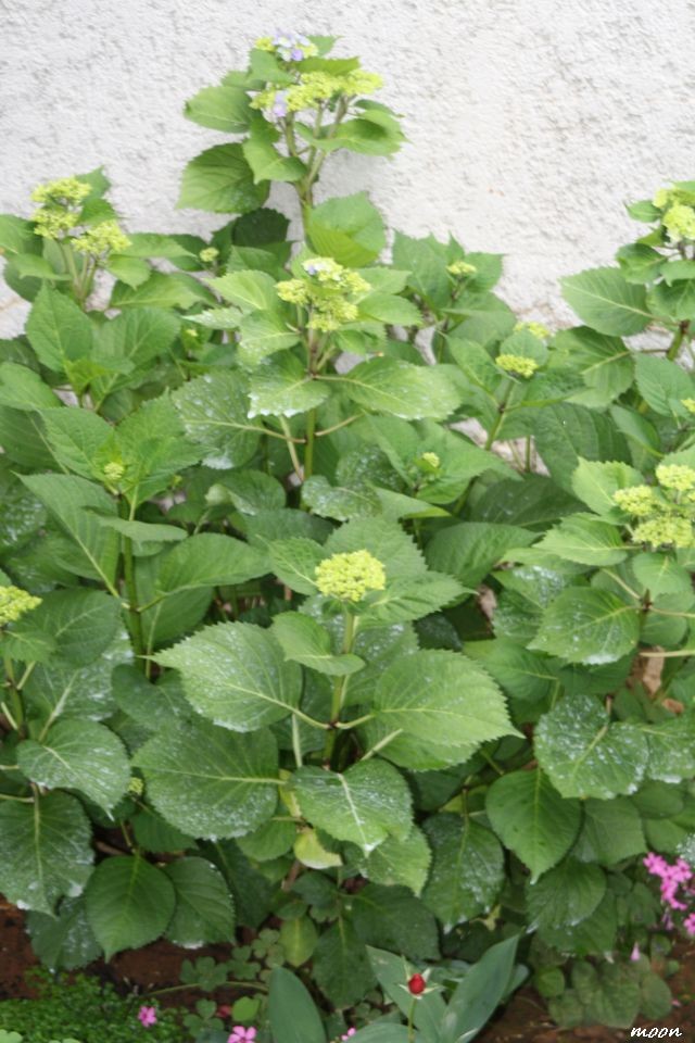 hortenzija